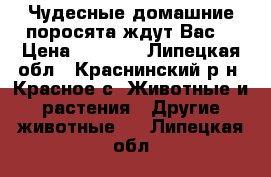 Чудесные домашние поросята ждут Вас. › Цена ­ 3 000 - Липецкая обл., Краснинский р-н, Красное с. Животные и растения » Другие животные   . Липецкая обл.